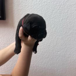 Boy 5 - Black male Cane Corso puppy in Princeton, Texas from Guardians of Arcadia Cane Corso