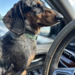 Frankie - Dachshund