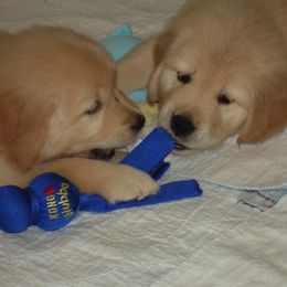 Golden Retriever Puppies from Kisamore Goldens