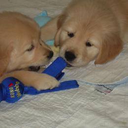 Golden Retriever Puppies from Kisamore Goldens