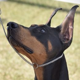 Pheona - Doberman Pinscher