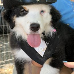 Evlon - Black tri-color female Australian Shepherd puppy in Ruther Glen, Virginia from Reinem-N-Kennels