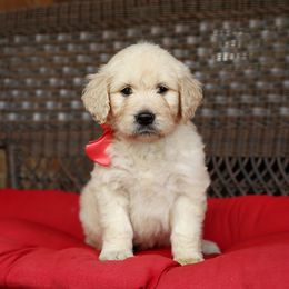 Australian Labradoodle, Bernedoodle, and Goldendoodle Puppies from Golden Fields Doodles