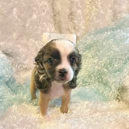 Blija - Sable male Chinese Crested puppy in Henderson, Kentucky from Western Kentucky Chihuahua’s and Chinese Crested’s