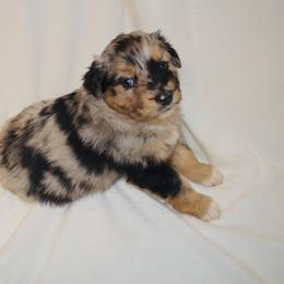 Ruger - Blue merle male Miniature Australian Shepherd puppy in Montgomery City, Missouri from Blue Meadow Aussies