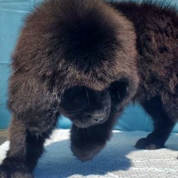 Hailey (Purple) - Black female Newfoundland puppy in Winfield, Pennsylvania from Najuananlo Newfoundlands