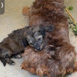 Leo - Brindle male Dachshund puppy in Livingston, Kentucky from Illyria Dox & GSD