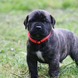 Boerboel Puppies from Northland Boerboels