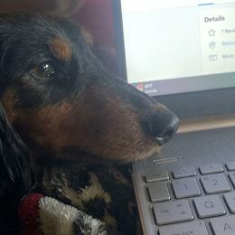 Dachshunds from Krysta Wasson