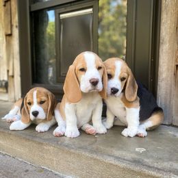 Beagle Puppies from Culben Creek Beagles