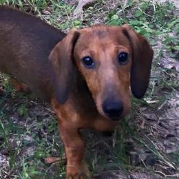 Flaunt - Dachshund
