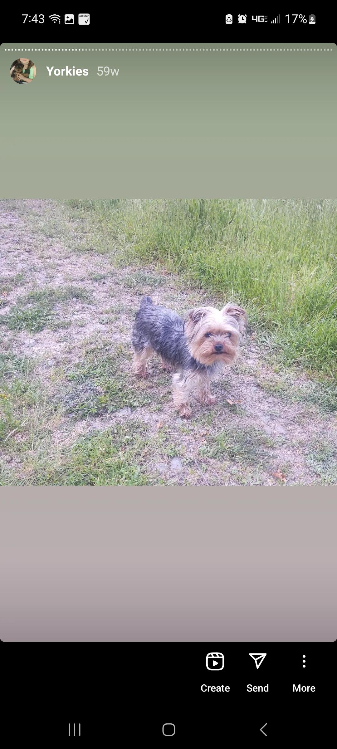 Willow