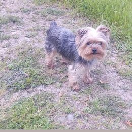Willow - Yorkshire Terrier
