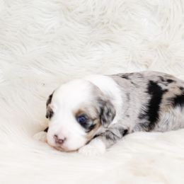Aussiedoodle and Goldendoodle Puppies from Skyridge Doodles