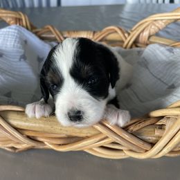 Australian Mountain Doodle Puppies from Tolman Acres