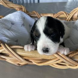 Australian Mountain Doodle Puppies from Tolman Acres