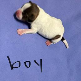 Girl 2 - Parti female Miniature Schnauzer puppy in Dunlap, Tennessee from Beards of Glory