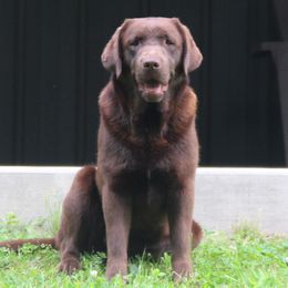 Eska - Labrador Retriever