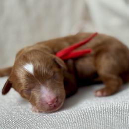 Red - Red  male Goldendoodle puppy in Hesperia, Michigan from Red Acres Poodles & Doodles