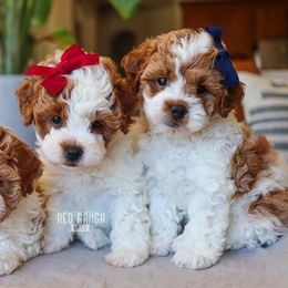 Cavapoos, Goldendoodles, and Poodles from Red Ranch Dogs
