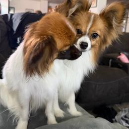 Papillon puppies from Aspen Wings Papillons