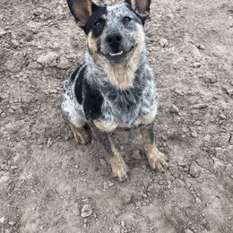 Australian Cattle Dog, Australian Shepherd, Companion Cross, and Miniature Australian Shepherd Puppies from MK Aussies
