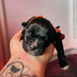 Sonne - Black male Cane Corso puppy in Houston, Texas from Mortaio Cane Corso