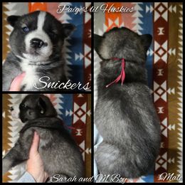 Snickers - Agouti and white male Siberian Husky puppy in Bloomfield, Indiana from Paiges lil huskies