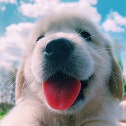 Golden Retriever and Labrador Retriever Puppies from Bear Pond Retrievers