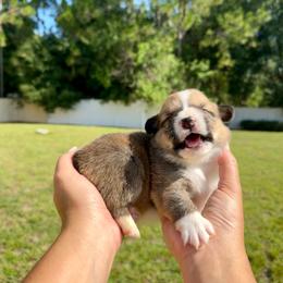 Waffle - Red and white male American Corgi puppy in Florida from Sunrise Corgis