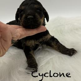 Cyclone - Phantom male Poodle puppy in Wheatland, California from Sapphire Ridge Poodles