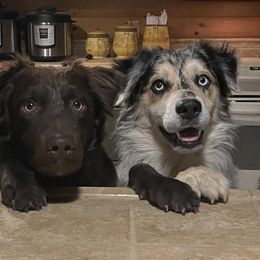 Australian Shepherds from Argyll Giving Tree Kennels