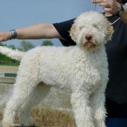 Luca - Lagotto Romagnolo