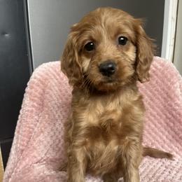 Cory - Red  female Goldendoodle puppy in Lowville, New York from Adirondack Labradoodles