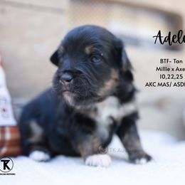 Adele- BTF- Minimal white - Black tri female Miniature American Shepherd puppy in Nacogdoches, Texas from TK Standard, Mini, & Toy Aussies