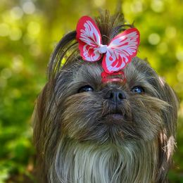 Bluebell - Shih Tzu