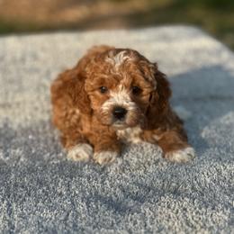 Girl 3 - Red  female Goldendoodle puppy in Cuero, Texas from Firestorm Kennel