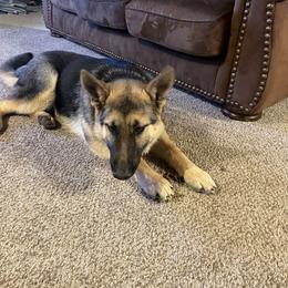 German Shepherd All Grown Up from Legacy German Shepherds