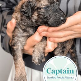 Poodle Puppies from Woofadoodles