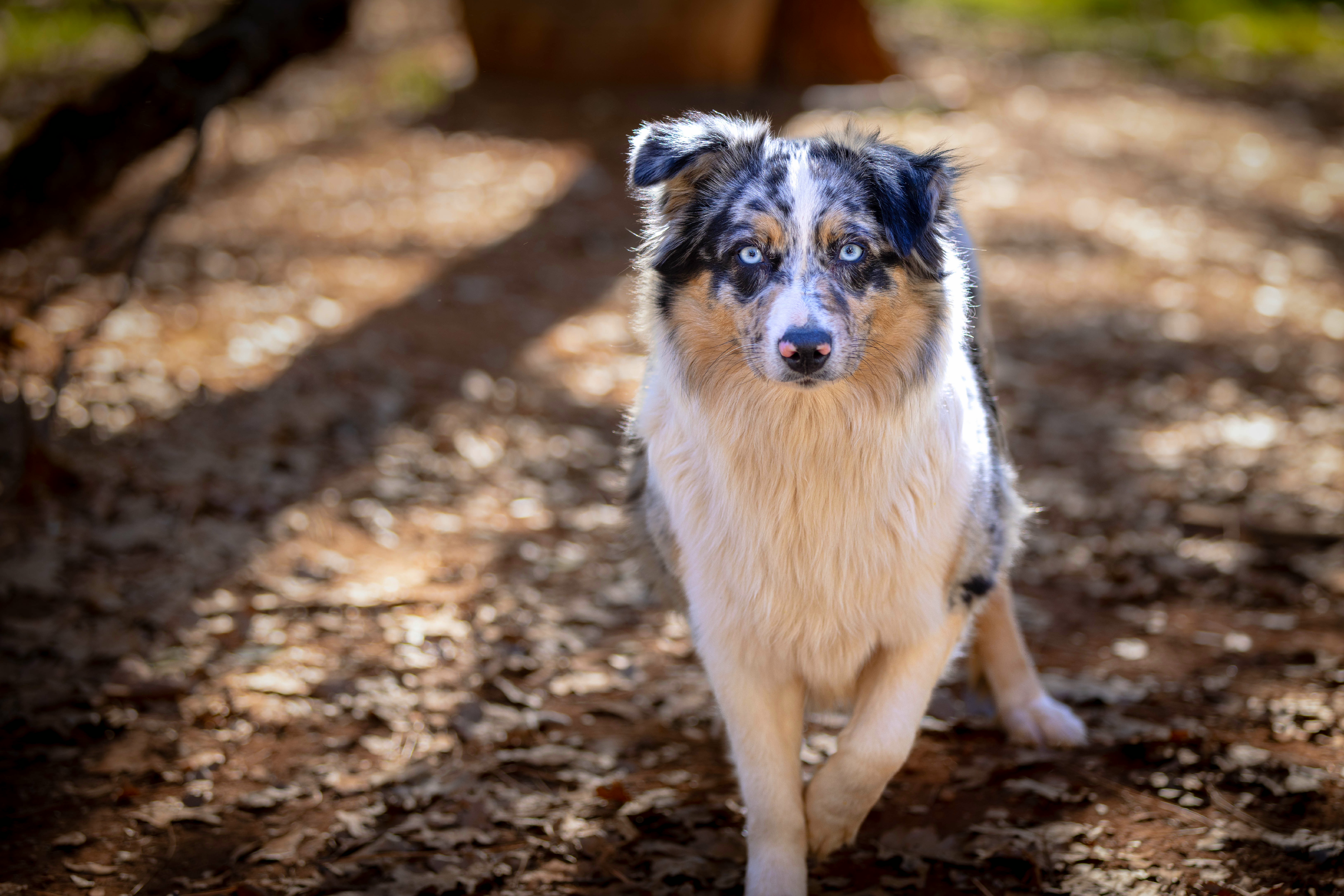 Pryna - Miniature Australian Shepherd