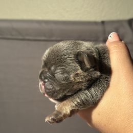 French Bulldog puppies from Pawcific Coast Bullies