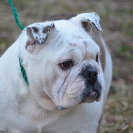 Lynell - Bulldog