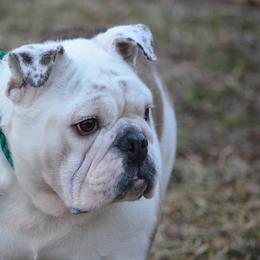 Lynell - Bulldog