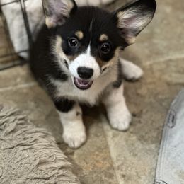 Pembroke Welsh Corgi Puppies from Diamond H Ranch Pembroke Welsh Corgis