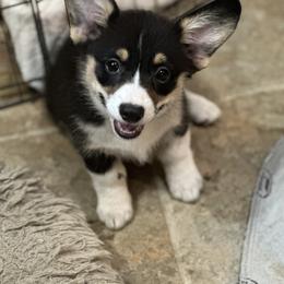 Pembroke Welsh Corgi Puppies from Diamond H Ranch Pembroke Welsh Corgis