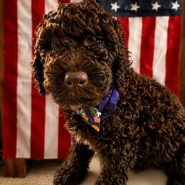 Sage - Chocolate male Goldendoodle puppy in Camden, North Carolina from Oopsie Doodles of NC