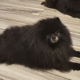 Sj - Pomeranian