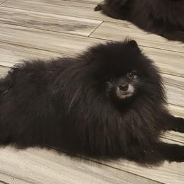 Sj - Pomeranian