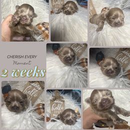 Lavi - Lilac male Shih Tzu puppy in Coolidge, Arizona from Shih Tzu’s  ‘N’ Love