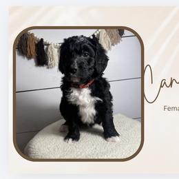 Candy - Black and white female Bernedoodle puppy in Bellevue, Iowa from Blended Acres & Kennels